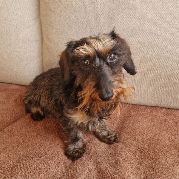 Brutus, ruwharige reu